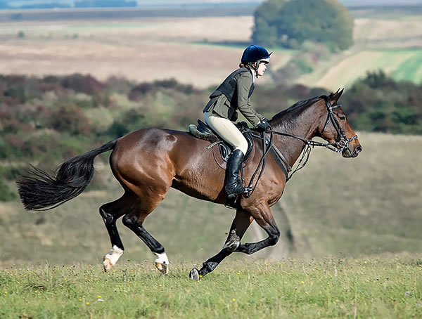 Horse Themed Event Management